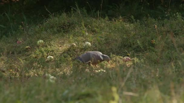 FERMETURE : Pigeon gris dans les prairies ensoleillées qui se nourrit d'abondance de nourriture. Oiseau gris mangeant des graines de maïs dans la prairie l'après-midi ensoleillé. Oiseau dans un parc herbeux entouré de pommes mangeant des graines par lui-même 