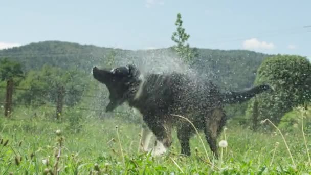 Slow Motion Närbild Hund Öron Och Svansar Viftar Som Ung — Stockvideo