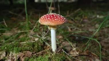 Defocused, Sonbahar ormanlarında yosun bir yatakta büyüyen kırmızı amantia muscaria mantar Kadar Kapat. Ormanda filizlenen zehirli mantar. Verimli orman toprağında filizlenen mercan mantarları