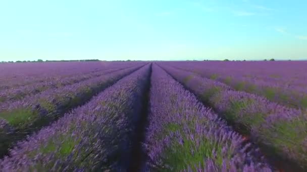 AERIAL CLOSE UP: Flying over countless rows of beautiful lavender growing on gravel in Provence during a hot summer day. Endless fields of Lavandula in French countryside. Rural France on sunlit day.