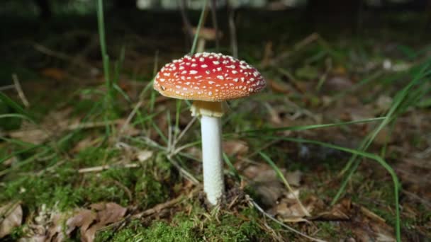 Defocuido Cerrar Hongos Rojos Hipnotizantes Amantia Muscaria Que Crecen Lecho — Vídeos de Stock