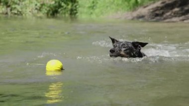 yavaş hareket: onun lastik topu kovalayan nehirde yüzen oyuncu köpek. Border collie oyuncadı ile derede oynuyor. Heyecanlı tazı eğlenceli güneşli bir günde su etrafında sıçrayan.