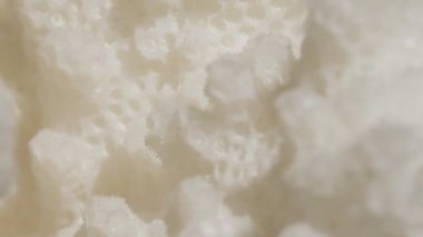 Denizin Makro Yağmur Ormanları yüksek su sıcaklıkları nedeniyle ağartılır. Küresel ısınma sualtı mercan ekosisteminde renk bozulmasına neden oluyor. Oksijen açlığı ndan kaynaklanan kar beyaz resifleri Kolonisi.