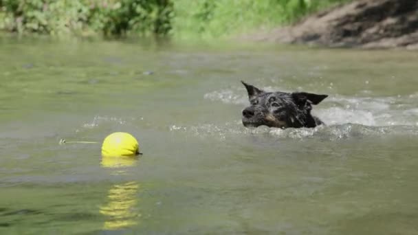 慢动作 俏皮的狗在河里游泳追逐他的橡胶球 边境科利玩在溪流与他的玩具 兴奋的猎犬在阳光明媚的日子里嬉戏在水面上嬉戏 — 图库视频影像