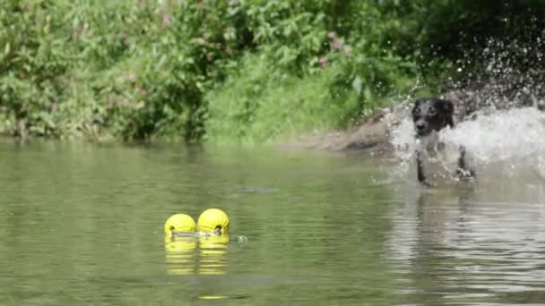 スローモーションクローズアップ フリッキーな黒毛の子犬は 黄色のボールを取得するために深い川の流れに飛び込みます 白い足を持つ黒い犬は おもちゃを返すために水に実行されます 遊び心のある子犬は濁った森の川にジャンプ — ストック動画
