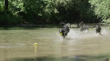 Yavaş Hareket: Yakındaki derede oyuncaklarını kovalayan heyecanlı köpeklerden oluşan bir paket. Sahibi onları izlerken nehirde oynayan sınır collies grubu. Suyun etrafına sıçrayan mutlu tazılar.