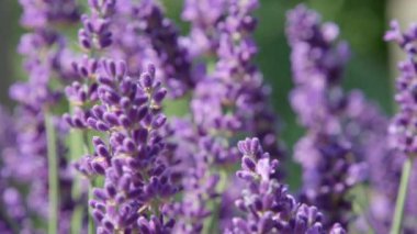 Dof, Makro, Yakın Menekşe lavanta çiçekleri hafifçe Provence hafif yaz rüzgar hareket. Arılar için bir sığınak sağlayan mor bitki çalı. Fransız Provence aromatik bahçede nefes kesen görünümü