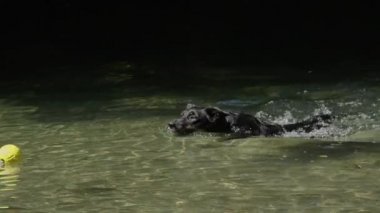 Yavaş Hareket, Yakın Çekim: Sarı oyuncak topu almak için ferahlatıcı dere ile yüzen güzel siyah köpek yavrusu. Sevimli genç sınır collie güneşli bir bahar gününde açık havada oynadıktan sonra serin dere yüzer.