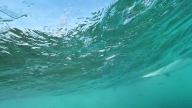 Sualtı, yavaş hareket: tanınmaz sörfçü güneşli bir günde kristal berraklığında bir dalga sürme. Aktif erkek popüler bir sörf nokta yakınında okyanus dalgaları oyma tatil zevk. Güzel sıçrama dalgaları.