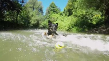 Yavaş Hareket: Siyah köpek yavrusu dalış ve karanlık nehir suyunda sahibi tarafından atılan eğlenceli topu kapmak için yüzer. Parlak siyah ceket ile Frisky sınır collie güneşli bir günde bir orman nehri sarı top getiriyor.