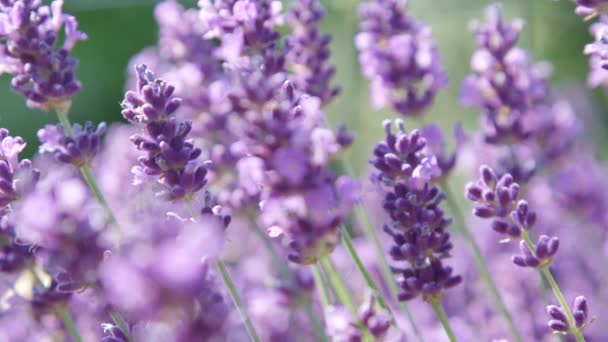 Slow Motion Close Light Summer Breeze Beautiful Violet Field Lavender — Stock Video