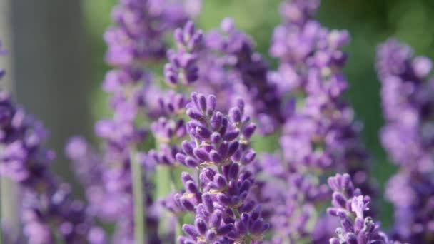 Dof Macro Close Fragrant Purple Lavender Plant Swaying Warm Breeze — Stock Video