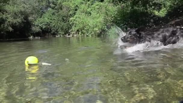 Movimiento Lento Cerrar Cachorro Negro Sumerge Río Fangoso Salpica Agua — Vídeos de Stock