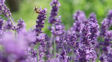 Dof, Makro, Close Up: Çalışma arı nektar toplar ve Provence çiçek lavandula çalı güneşli bir yaz gününde aromatik mor çalı tozlaşma olarak lavanta bir sap etrafında yol yapma