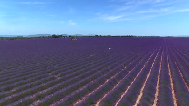 Ângulo Baixo Aerial Mulher Jovem Passeando Pelo Campo Perfumado Lavanda — Vídeo de Stock