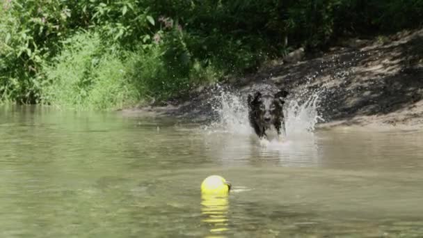 慢动作 精力充沛的边境科利在河里飞溅 抓住他的黄色玩具 活泼的狗追逐他的橡胶球在附近的小溪 兴奋的猎犬在阳光明媚的一天有爆炸河畔 — 图库视频影像