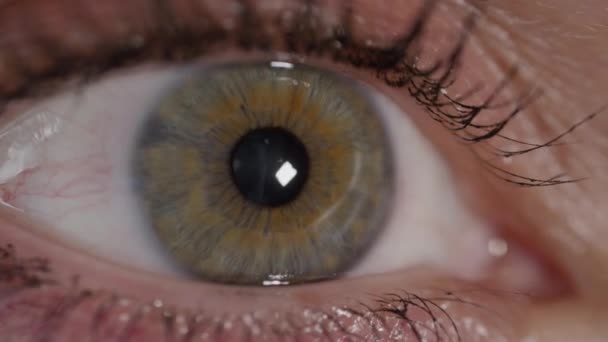 クローズアップマクロ かなり緑色の目の点滅とカメラを見ての詳細 異なる光で膨張する焦点を当てたピッチの黒い瞳 美しい女性の目のマクロショット マクロ瞳と虹彩目 — ストック動画