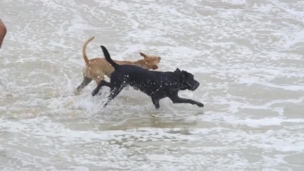 慢动作 精力充沛的年轻宠物狗在浅海水中跳跃的乐趣 黑色和棕色的小狗在沙滩上玩耍 无法辨认的人踢和泼水在快乐的跑狗 — 图库视频影像