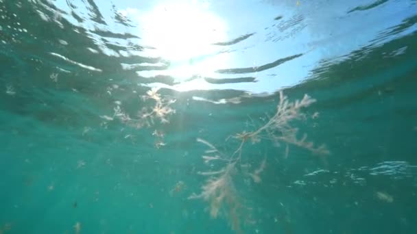 水中に浮かぶ海藻を明らかにする光る太陽から輝く水中スローモーション海面 ロボスの深い青い海太陽の反射を形成する結晶水を貫通するサンレイ — ストック動画