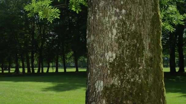 Portrato Movimiento Lento Pareja Alegre Miran Desde Detrás Del Árbol — Vídeo de stock