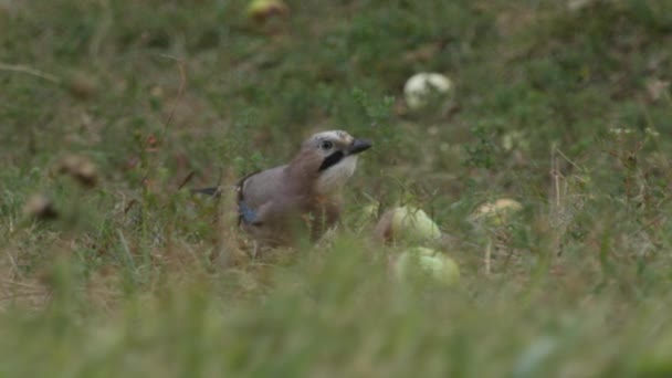 Cerrar Dos Jaybirds Euroasiáticos Plumas Marrones Azules Festejando Semillas Maíz — Vídeo de stock