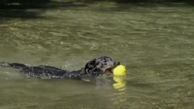 Yavaş Hareket: Canlı sınır collie kıyıya geri yüzme onun lastik oyuncak taşıyan. Enerjik köpek yakındaki dere de onun sarı eğlenceli topu ile oynuyor. Mutlu tazı bir güneş aydınlatılmış gün nehir keyfi.