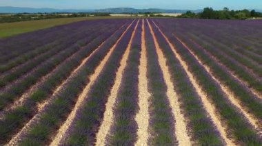 Hava: Rüya provence sonsuz lavanta satır üzerinde uçan, Fransa. Fransız kırsalında muhteşem lavanta tarlası çiçek açıyor. Mavi gökyüzünün altındaki çizgilerde yetişen güzel lavanta çiçekleri