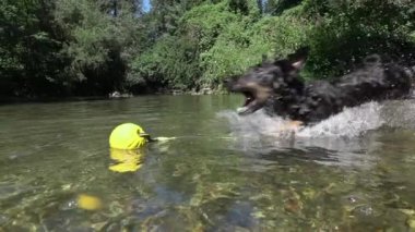 Slow Motion Close Up: Frisky siyah köpek sarı topu dönmek için nehir suyuna dalış ve kamera lensi içine su sıçratıyor. Islönme ile genç köpek güneşli havalarda serinlemek için derin dere içine atlar.