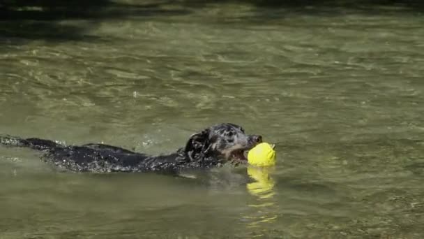 Zeitlupe Der Quirlige Border Collie Trägt Sein Gummitier Schwimmend Zurück — Stockvideo