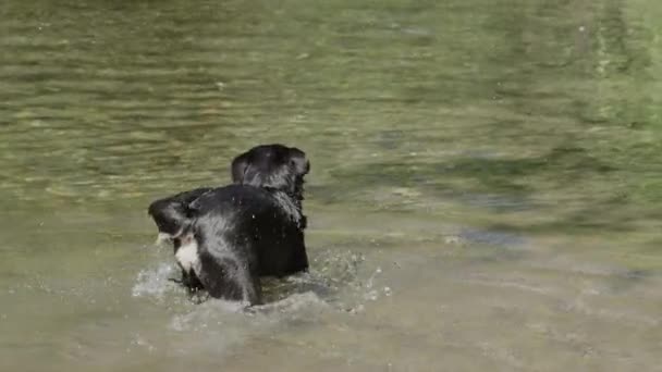 慢动作 兴奋的边境科利摇着浓密的尾巴 在一条浅河里玩耍 顽皮的黑狗嘴里拿着一个黄色的球 在温暖的晴天在清爽的湖水中跳跃 — 图库视频影像