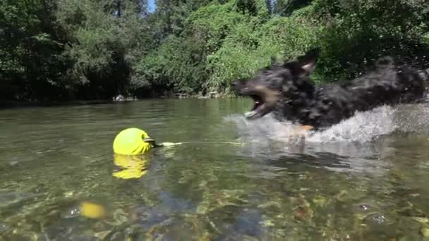 Slow Motion Close Frisky Black Dog Dives River Water Return — Stock Video