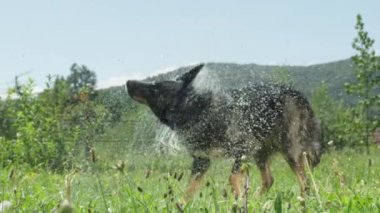 Slow Motion Close Up: Güneşli çim tarlada yıkandıktan sonra kurumaya siyah ve kahverengi kürk mantosal ıslak köpek gibi uçan su damlacıkları gönderilir. Islä±k siyah köpek yavrusu su silkeler.