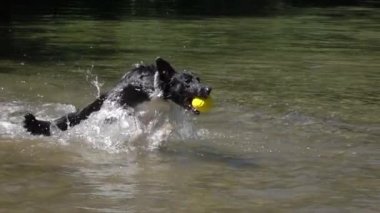 Slow Motion Close Up: Güneşli havalarda serinlemek için ağızda sarı top ile derin akıntıya atlayan ıslak paltolu genç köpek. Yeşil ormanda güneşli bir günde soğuk nehir suyunda oynayan parlayan siyah köpek.