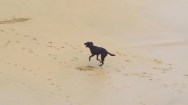 Yavaş Hareket: Kumlu plaja koşan genç siyah köpek kumda pençe izleri bırakarak. Enerjik köpek yaz öğleden sonra plajda eğlenceli yürüyüş keyfini. Çalışan eğlenceli köpek Awesome yavaş çekim atış.