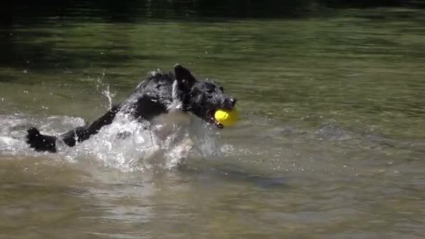 スローモーションクローズアップ 濡れたコートを持つ若い犬は 晴れた天候で涼むために口の中で黄色のボールで深い流れにジャンプします 緑の森の晴れた日に冷たい川の水で遊ぶ輝く黒い犬 — ストック動画