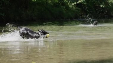 Yavaş Hareket: Yakındaki dere de kendi lastik oyuncak topları kovalayan bir patlama olan köpeklerin heyecanlı bir grup. Sıcak yaz gününde nehirde soğuyor. Suda oynayan enerjik tazılar.