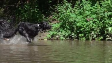 Slow Motion Close Up Yaz öğleden sonra ormanda sığ nehirde çalışan üç frisky siyah kaplı yavru. Nehir suyu sıçrayan genç köpekler suda kovalamak gibi. Güneşli doğanın tadını çıkaran yavru köpekler.
