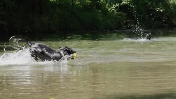 慢动作 在附近的小溪里 一群狗在追逐他们的橡胶玩具球 在炎热的夏天 一包包的边境胶卷在河里冷却下来 精力充沛的猎犬在水中玩耍 — 图库视频影像