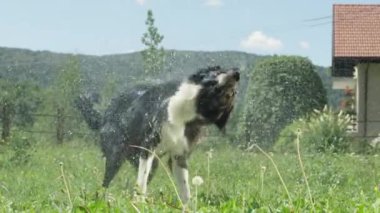 Slow Motion Close Up: Güneşli arka bahçesinde bakıcı tarafından temizlendikten sonra su sallayarak ıslak siyah köpek damlama. Köpek parlak siyah ceket kuru almak için sallar gibi çayır etrafında püskürtme su damlacıkları.