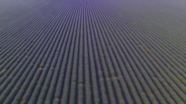 Aerial Flying Countless Rows Beautiful Lavender Growing Gravel Provence Hot — Stock Video