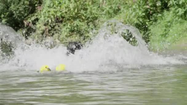 Pomalý pohyb: hravé psy, kteří si hrají v řece honící se po hračkách. Energická hranice se stříká kolem vody a hraje si s gumovými hračkami. Nadšené psy se zábavou na břehu řeky.