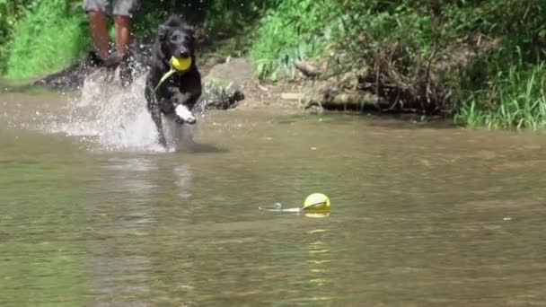 スローモーションクローズアップ 浅い川でジャンプし 黄色のボールで遊ぶ黒い毛皮の犬のフリッキーパック 夏の日に森の中で濁った冷たい流れの中で水しぶきと遊ぶ黒い子犬 — ストック動画