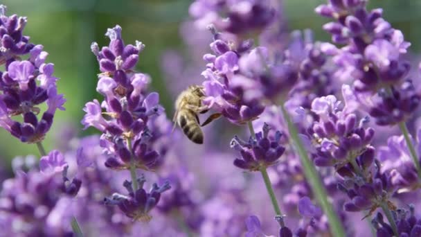 Movimiento Lento Cerrar Brisa Ligera Verano Hermoso Campo Violeta Lavanda — Vídeo de stock