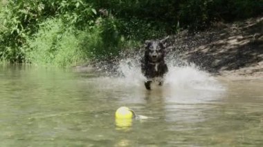 Yavaş Hareket: Enerjik sınır collie onun sarı oyuncak kapmak için su ile sıçrayan. Canlı köpek yakındaki dere de onun lastik topu peşinde. Heyecanlı tazı güneşli bir günde bir patlama nehir kenarı sahip