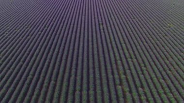 Aerial Close Up: Sıcak bir yaz günü provence çakıl üzerinde büyüyen güzel lavanta sayısız satır üzerinde uçan. Fransız kırsalında Lavandula'nın uçsuz bucaksız tarlaları. Güneşli günde Kırsal Fransa.