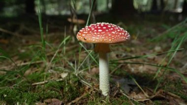 yavaş hareket yakın çekim: güzel kırmızı mantar amanita muscaria sonbahar ormanda derin büyüyen. Zehirli mantar geç sonbaharda yosunlu orman zemin üzerinde amanita sinek. Güneşli sonbahar gününde büyük kırmızı moushroom.