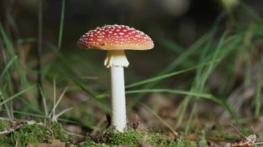 yavaş hareket yakın çekim: güzel kırmızı mantar amanita muscaria sonbahar ormanda derin büyüyen. Zehirli mantar geç sonbaharda yosunlu orman zemin üzerinde amanita sinek. Güneşli sonbahar gününde büyük kırmızı mantar.