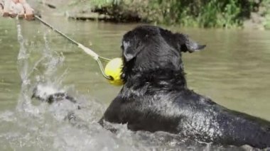 Yavaş Hareket: Enerjik köpek sahiplerinin elinden onun oyuncak kapma. Sınır collie onun kauçuk eğlenceli topu ile oynuyor. Adam yavaşça elinden çekmeye çalışır gibi onun evcil hayvan pençeleri iterek.