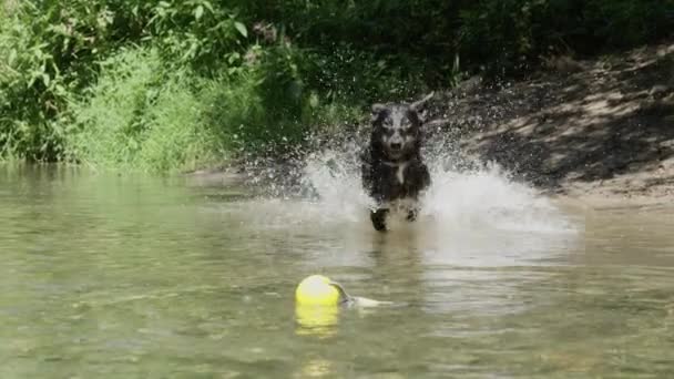 Slow Motion Energiczny Border Collie Rozpryskiwania Przez Wodę Chwycić Swoją — Wideo stockowe