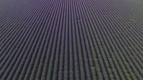 Fechar Aerial Voando Sobre Inúmeras Fileiras Bela Lavanda Crescendo Cascalho — Vídeo de Stock